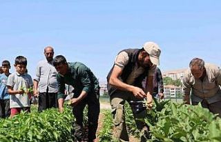 Vatandaş tarladan sofraya sebzeye doyacak