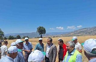 Vezirköprü’de kanola hasadı başladı