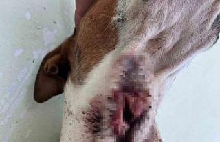 Yaban domuzları köpekleri hedef aldı