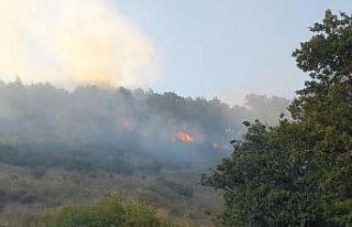 Yalova’da orman yangını