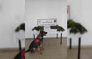 Yalova’da yasa dışı kenevir ekimi yapan zanlı...