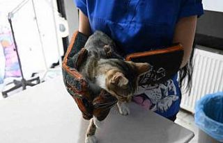 Yangında zarar gören hayvanlara ilk yardım nasıl...