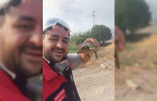 Yangından etkilenen hayvanlara elleriyle su verdiler