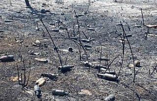 Yangının ardından utanç manzarası