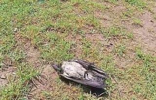 Yaralı karga, havadaki kargalar sayesinde bulundu