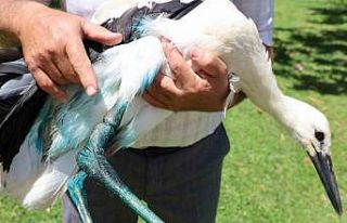 Yaralı leyleğe imamdan şefkat eli: "Kur’an...