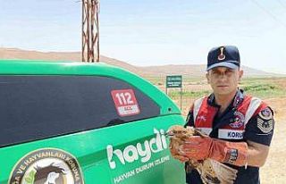 Yaralı şahin koruma altına alındı