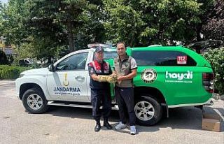 Yaralı yavru baykuş’a jandarma şefkati