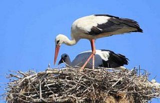 Yaren leyleği kıskandıracak Leylek Köyü