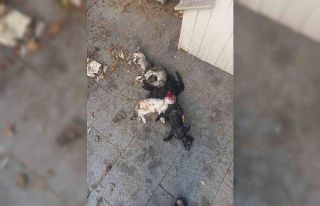 Yavru kediler öldürülmüş olarak bulundu: 1 gözaltı