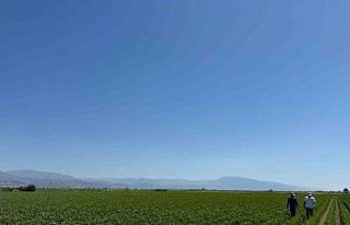 Yenipazar’da pamuk gelişimleri kontrol edildi