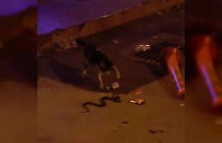 Yılan ile kedinin kavgası kamerada