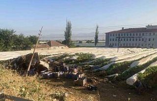 Yoldan çıkıp üzüm bağına uçan tırın şoförü...