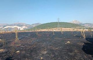 Yüksek gerilim hattına çarpan karga, 2 dönüm...