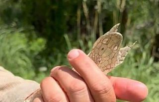 Yüksekova’da en zehirli türlerden birine ait olduğu...