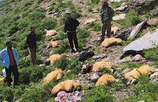 Yüksekova’da uçurumdan atlayan 20 koyundan 12’si...
