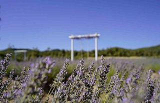 Yunusemre’de lavanta bahçesi ziyaretçilerini bekliyor