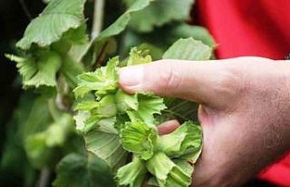 Zirai don, fındık üretiminde Samsun’u Türkiye...
