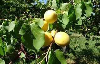 Zirai dona rağmen kuru kayısı ihracatı devam ediyor