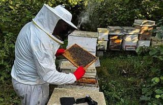 Zonguldak’ta arıcılık son 15 yılın en verimli...