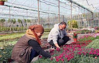 27 milyon 300 bin adet çiçek üretimi gerçekleştirildi
