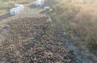 2 yıllık serüven başladı, Sivas bıçağının...