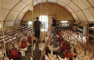 30 tavukla başladığı işletmesinde bin 700 tavuğa...