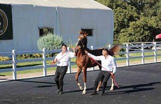 58 tay 25 milyon liraya satıldı