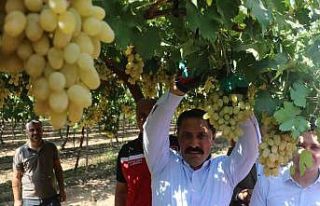 85 bin ton rekoltenin beklendiği üzümde bağ bozumu...