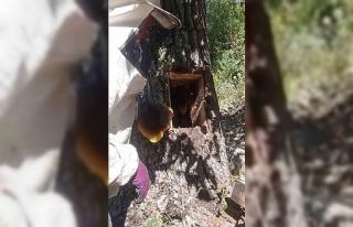 Ağaç kovuğundan kilo kilo bal çıktı