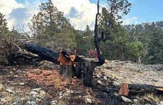 Ağaca düşen yıldırım yangına neden oldu