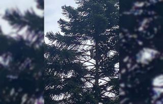 Ağaçta mahsur kalan kedi kurtarıldı