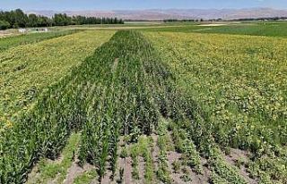 Ağrı’da çiftçinin bostanı örnek oldu: Sebze,...