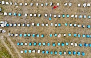 Ağrı’da kadınlar bal üretimine yöneliyor