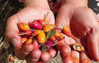 Ağrı’da kuşburnu mevsimi başladı, dağlar şifa...