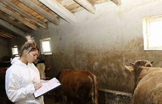 Ağrı’da şap hastalığına karşı aşılama...