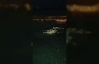 Akdeniz’e düşen angus kıyıya vurdu
