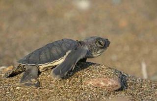 Akdeniz’in simgesi yavru carettaların çıkışı...