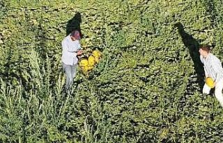 Aksaray’ın kavun ve karpuzu lezzetiyle ilgi görüyor
