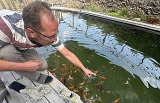 Akvaryum sevgisini yüzme havuzuna taşıdı