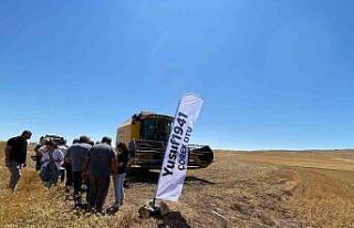 Alaca’da yüksek verimli çörek otunda hasat başladı