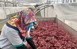 Alanya Belediyesi’nde kadınlar sahada