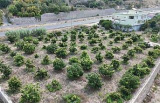 Alanya’da erkenci Clifton cinsi avokado hasadı...
