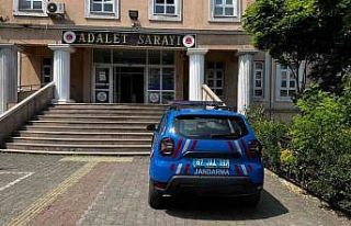 Alaplı’da fındık bahçesinde 16 kök hint keneviri...