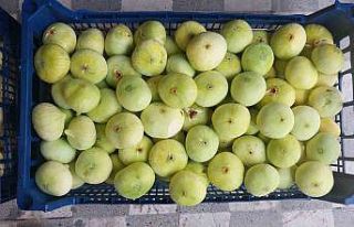 Altından bal damlayan incir üreticisinin yüzü...