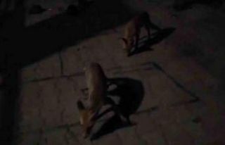 Amasyalı çiftçiden aç kalan tilkilere pasta, kirpilere...