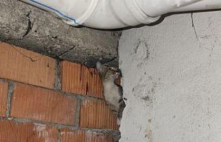 Anne kedi ve 4 yavrusu sıkıştıkları yerden kurtarıldı