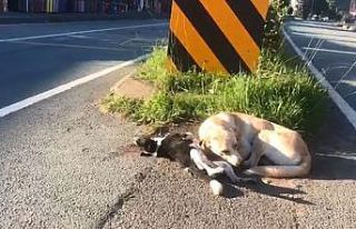 Anne köpek otomobilin çarpması ile telef olan yavrusunun...