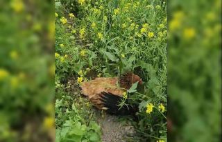 Anne tavuk aslan kesildi: Kargayı gaga darbeleriyle...