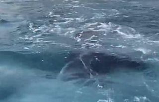 Antalya’da kayalıklar arasına giren yavru balina...